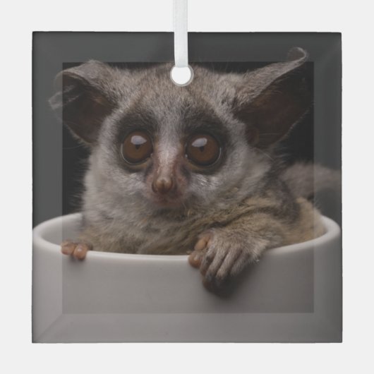 Kutest Baby Animals | Cute Bushbaby Glas Ornament (Voorkant)