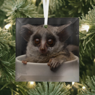 Kutest Baby Animals   Cute Bushbaby Glas Ornament