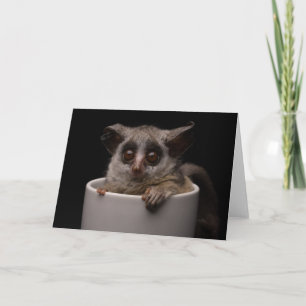 Kutest Baby Animals Cute Bushbaby Kaart