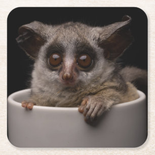 Kutest Baby Animals   Cute Bushbaby Kartonnen Onderzetters