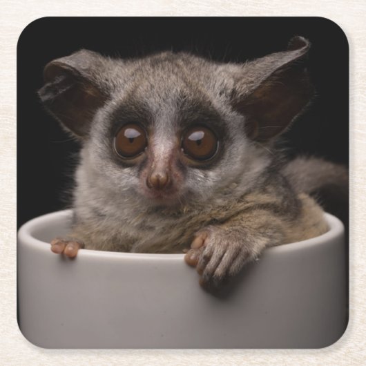 Kutest Baby Animals | Cute Bushbaby Kartonnen Onderzetters (Voorkant)