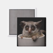 Kutest Baby Animals | Cute Bushbaby Magneet (Voorkant / Achterkant)