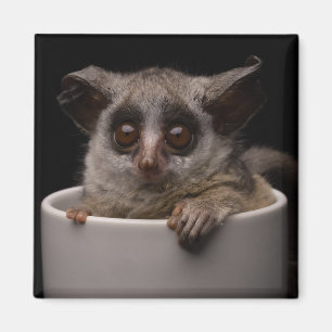 Kutest Baby Animals   Cute Bushbaby Magneet