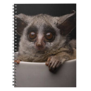 Kutest Baby Animals Cute Bushbaby Notitieboek