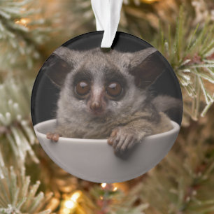 Kutest Baby Animals   Cute Bushbaby Ornament