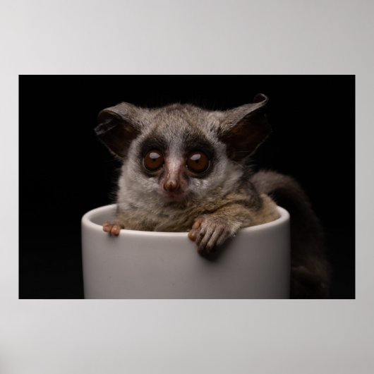 Kutest Baby Animals | Cute Bushbaby Poster (Voorkant)