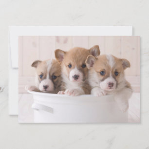 Kutest Baby Animals   Cute Corgi-Puppies in een ha Bedankkaart