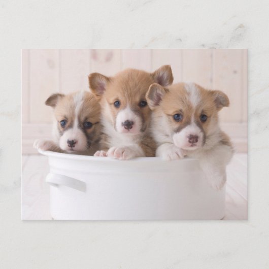 Kutest Baby Animals | Cute Corgi-Puppies in een ha Briefkaart (Voorkant)