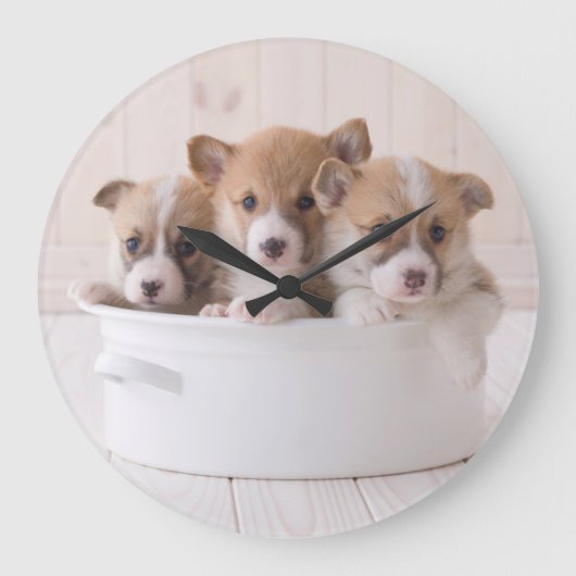 Kutest Baby Animals | Cute Corgi-Puppies in een ha Grote Klok (Voorkant)