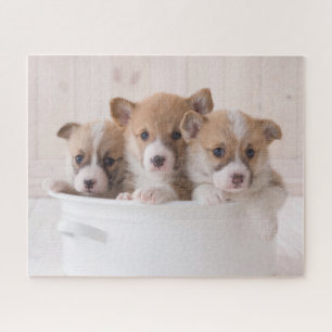 Kutest Baby Animals   Cute Corgi-Puppies in een ha Legpuzzel