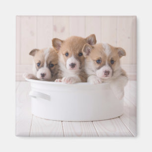 Kutest Baby Animals   Cute Corgi-Puppies in een ha Magneet