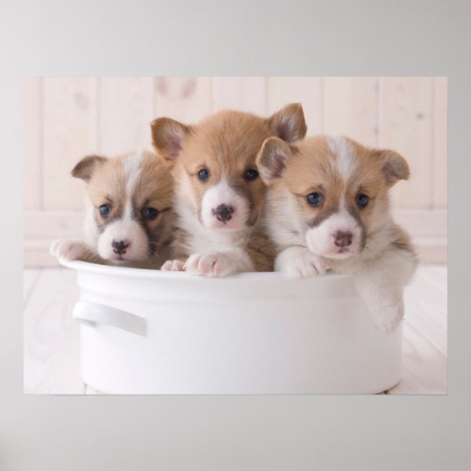 Kutest Baby Animals | Cute Corgi-Puppies in een ha Poster (Voorkant)