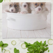 Kutest Baby Animals | Cute Corgi-Puppies in een ha Theedoek (Gevouwen)