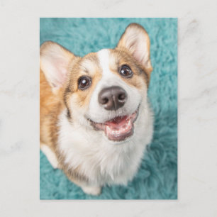 Kutest Baby Animals   Cute Corgi Puppy Smile Briefkaart