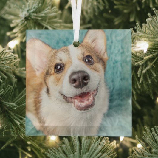 Kutest Baby Animals | Cute Corgi Puppy Smile Glas Ornament (Insitu)