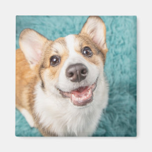 Kutest Baby Animals Cute Corgi Puppy Smile Magneet