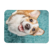 Kutest Baby Animals | Cute Corgi Puppy Smile Magneet (Horizontaal)
