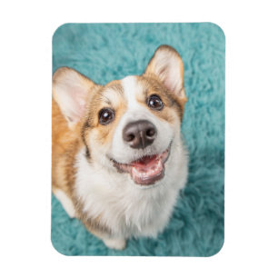 Kutest Baby Animals   Cute Corgi Puppy Smile Magneet