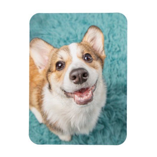 Kutest Baby Animals | Cute Corgi Puppy Smile Magneet (Verticaal)