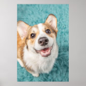 Kutest Baby Animals | Cute Corgi Puppy Smile Poster (Voorkant)
