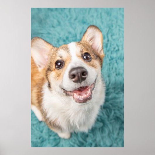 Kutest Baby Animals | Cute Corgi Puppy Smile Poster (Voorkant)