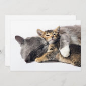 Kutest Baby Animals | Cute Kitten Hug Bedankkaart (Voorkant / Achterkant)