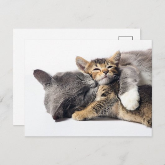 Kutest Baby Animals | Cute Kitten Hug Briefkaart (Voorkant / Achterkant)