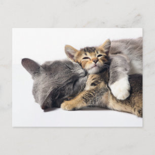Kutest Baby Animals   Cute Kitten Hug Briefkaart