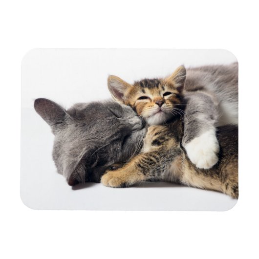 Kutest Baby Animals | Cute Kitten Hug Magneet (Horizontaal)