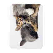 Kutest Baby Animals | Cute Kitten Hug Magneet (Verticaal)