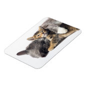 Kutest Baby Animals | Cute Kitten Hug Magneet (Linkerzijde)