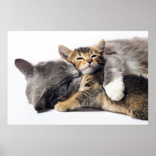 Kutest Baby Animals Cute Kitten Hug Poster