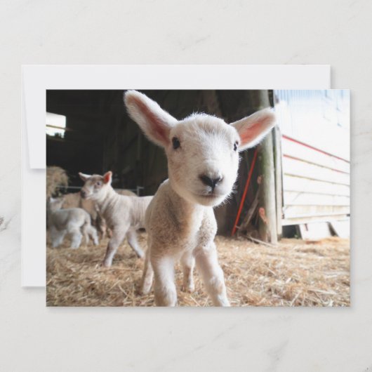 Kutest Baby Animals | Cute Lamb in een Boerderij Bedankkaart (Voorkant)