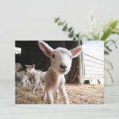 Kutest Baby Animals | Cute Lamb in een Boerderij Bedankkaart (Staand voorkant)