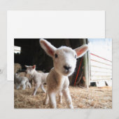 Kutest Baby Animals | Cute Lamb in een Boerderij Bedankkaart (Voorkant / Achterkant)