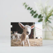 Kutest Baby Animals | Cute Lamb in een Boerderij Briefkaart (Staand voorkant)