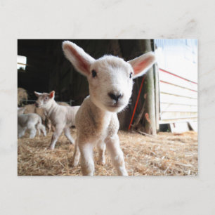 Kutest Baby Animals   Cute Lamb in een Boerderij Briefkaart