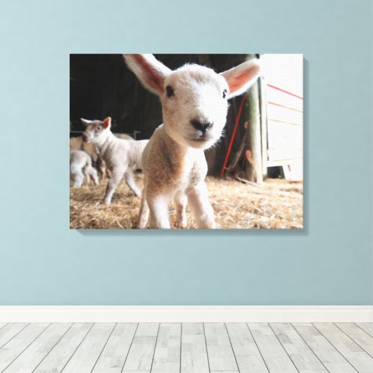Kutest Baby Animals | Cute Lamb in een Boerderij Canvas Afdruk (Insitu (Houten vloer))