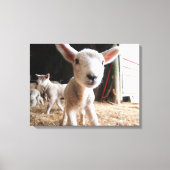 Kutest Baby Animals | Cute Lamb in een Boerderij Canvas Afdruk (Voorkant)
