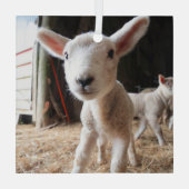 Kutest Baby Animals | Cute Lamb in een Boerderij Glas Ornament (Achterkant)