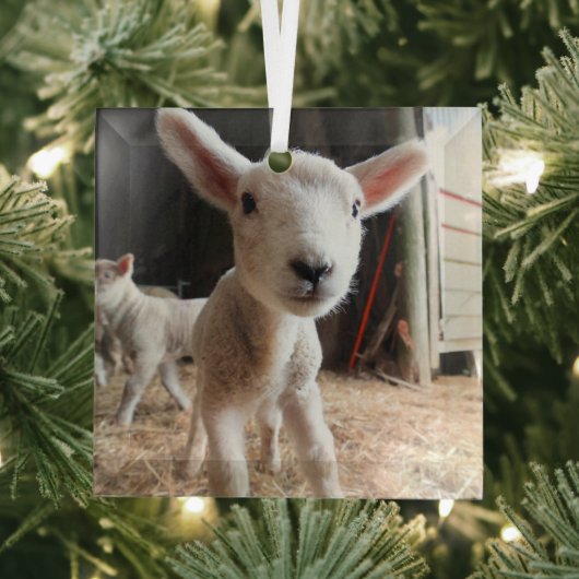 Kutest Baby Animals | Cute Lamb in een Boerderij Glas Ornament (Insitu)