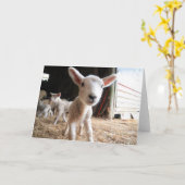 Kutest Baby Animals | Cute Lamb in een Boerderij Kaart (Gele Bloem)