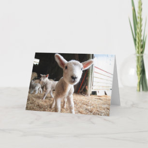 Kutest Baby Animals   Cute Lamb in een Boerderij Kaart
