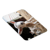 Kutest Baby Animals | Cute Lamb in een Boerderij Magneet (Rechterzijde)