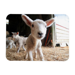 Kutest Baby Animals Cute Lamb in een Boerderij Magneet