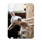 Kutest Baby Animals | Cute Lamb in een Boerderij Magneet (Verticaal)