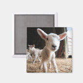 Kutest Baby Animals | Cute Lamb in een Boerderij Magneet (Voorkant / Achterkant)
