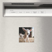 Kutest Baby Animals | Cute Lamb in een Boerderij Magneet (Insitu (Vaatwasser))