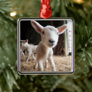 Kutest Baby Animals   Cute Lamb in een Boerderij Metalen Ornament