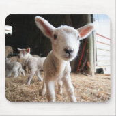 Kutest Baby Animals | Cute Lamb in een Boerderij Muismat (Voorkant)